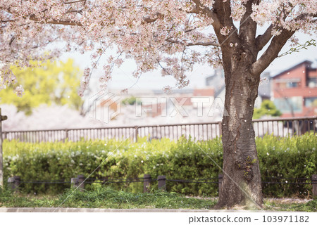 Cherry blossoms at Bandaiike Park 103971182