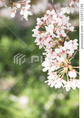 Cherry blossoms at Bandaiike Park 103971198