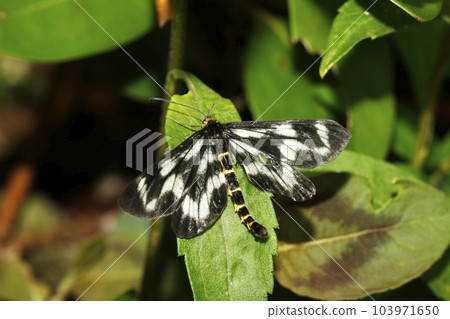 Dragonfly Radix Moth 103971650