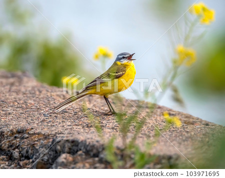 The yellow wagtail singing on the stone wall. Close-up 103971695