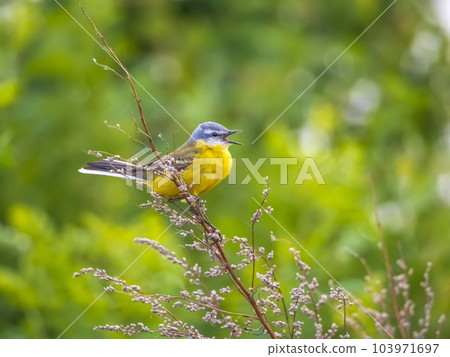 The yellow wagtail singing on a branch. Close-up The yellow wagtail singing on a branch. Close-up 103971697