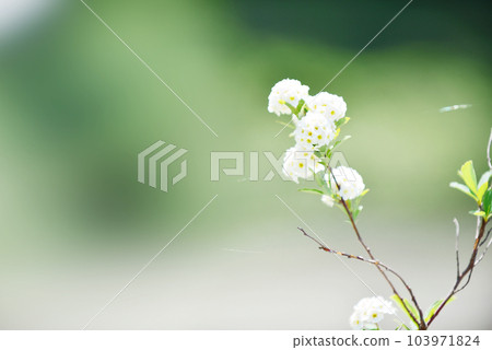 春花老鏡頭 春花老鏡頭 103971824