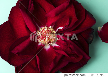Close-up of a beautiful red rose on green background 103971950