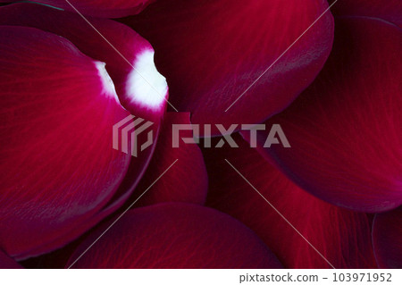 beautiful Red petals rose background 103971952