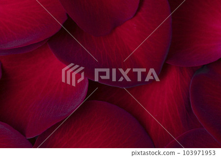 beautiful Red petals rose background beautiful Red petals rose background 103971953
