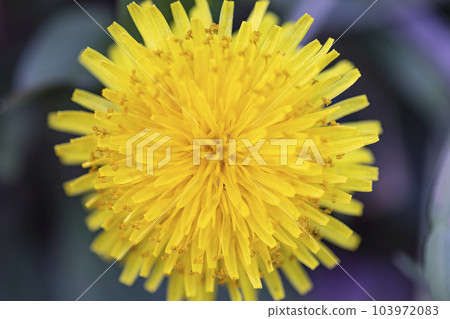 Close-up of dandelion symbolizing spring Close-up of dandelion symbolizing spring 103972083