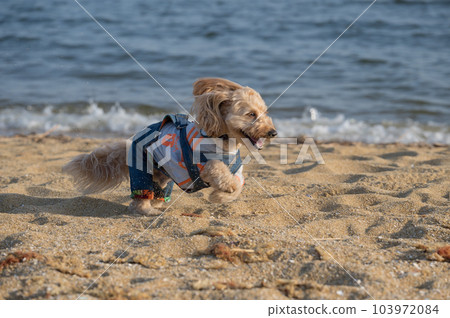Seaside Dog Mixed Dog Seaside Dog Mixed Dog 103972084