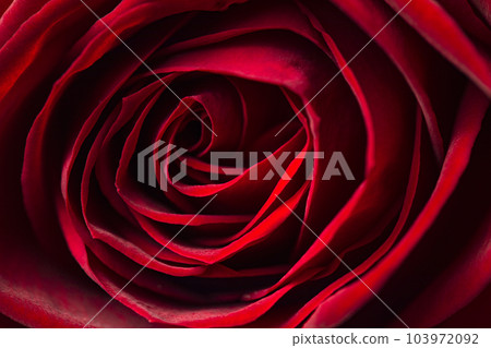 Close-up of a beautiful red rose Close-up of a beautiful red rose 103972092