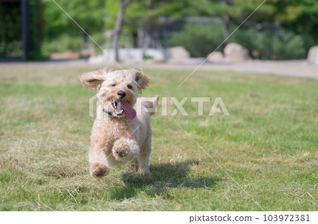 A dog running in the meadow. "A pet running on the lawn A dog running in the meadow. "A pet running on the lawn 103972381