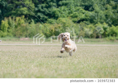 A dog running in the meadow. "A pet running on the lawn A dog running in the meadow. "A pet running on the lawn 103972383