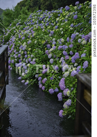 都城市速水公園 2015 年 6 月下雨 都城市速水公園 2015 年 6 月下雨 103972398