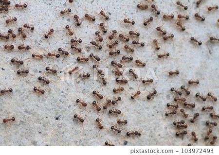 一群螞蟻進行遊行並大大移動 103972493