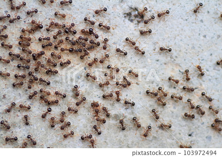 A group of ants making a procession and moving greatly 103972494