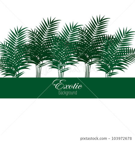 Palm leaves vector on white background, exotic abstract palm leaves Palm leaves vector on white background, exotic abstract palm leaves 103972678