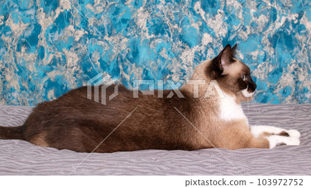 Gray cat with blue eyes lying on the bed Gray cat with blue eyes lying on the bed 103972752