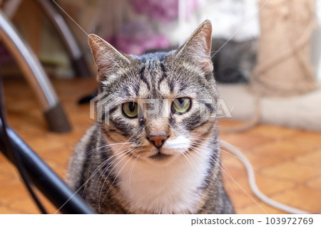 Sad tabby cat lying at home closeup Sad tabby cat lying at home closeup 103972769