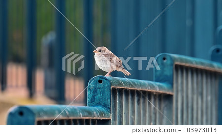 View of a sparrow on a fence View of a sparrow on a fence 103973013