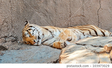 Tiger sleeping on ground 103973029