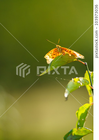 A leopard butterfly resting its wings on a leaf A leopard butterfly resting its wings on a leaf 103973036