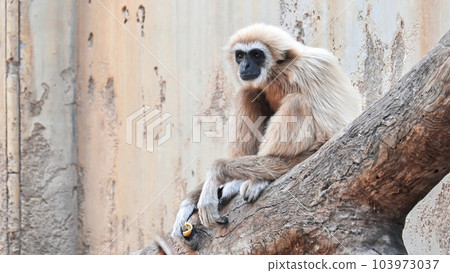 View of a gibbon on a branch View of a gibbon on a branch 103973037
