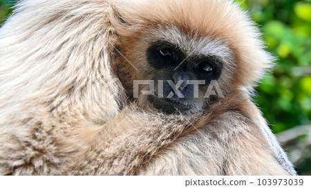 A close view of a gibbon A close view of a gibbon 103973039
