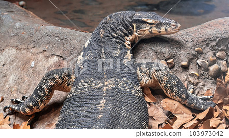 View of a large varanid lizard on rocks 103973042