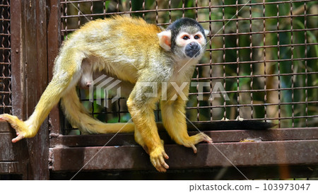 A black-capped squirrel monkey in a cage in zoo 103973047