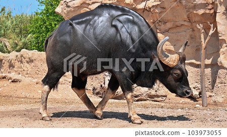 Bison in a zoo 103973055