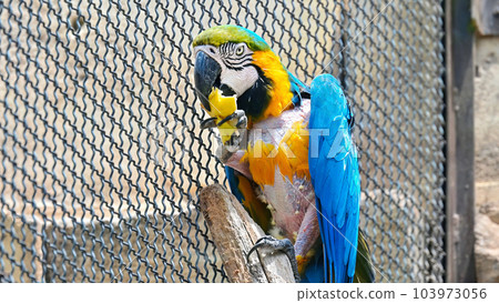 View of a macaw parrot eating in a zoo View of a macaw parrot eating in a zoo 103973056