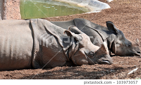 Two rhinoceros sleeping in a zoo Two rhinoceros sleeping in a zoo 103973057