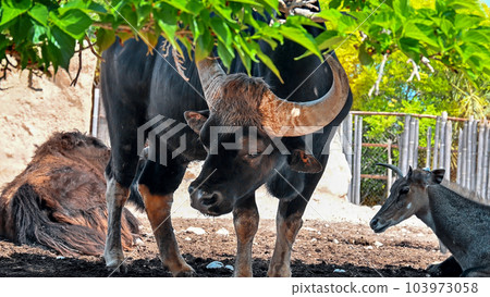 Bison in a zoo Bison in a zoo 103973058