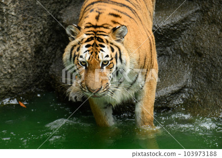 Amur tiger female entering the water Amur tiger female entering the water 103973188