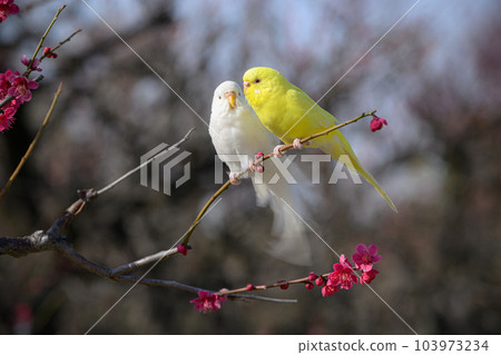 friendly parakeet friendly parakeet 103973234