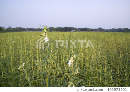 Natural Landscape view of  Sesame  planted in the countryside  field  of Bangladesh  103973301
