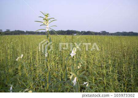 Natural Landscape view of Sesame planted in the countryside field of Bangladesh Natural Landscape view of Sesame planted in the countryside field of Bangladesh 103973302