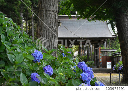 千葉縣香取區多古鎮日本寺廟的繡球花和寺廟門 103973691
