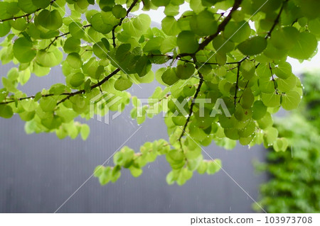 Refreshing fresh green 103973708