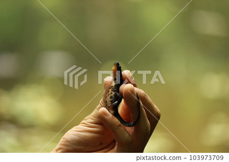 hand holding creature hand holding creature 103973709