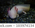 Wooper looper，墨西哥蠑螈，水中的墨西哥蠑螈 103974134