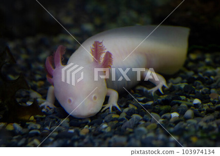 Wooper looper,墨西哥蠑螈,水中的墨西哥蠑螈 Wooper looper,墨西哥蠑螈,水中的墨西哥蠑螈 103974134