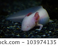 Wooper looper，墨西哥蠑螈，水中的墨西哥蠑螈 103974135