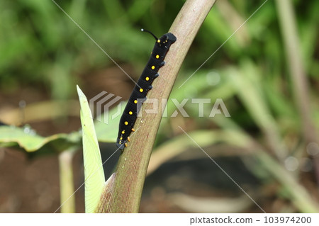 The larva of the red-throated sparrow that feeds on taro and balsamic leaves The larva of the red-throated sparrow that feeds on taro and balsamic leaves 103974200