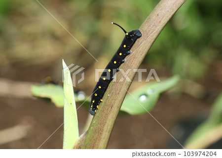 The larva of the red-throated sparrow that feeds on taro and balsamic leaves The larva of the red-throated sparrow that feeds on taro and balsamic leaves 103974204