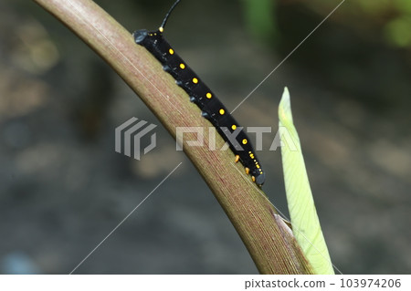 The larva of the red-throated sparrow that feeds on taro and balsamic leaves The larva of the red-throated sparrow that feeds on taro and balsamic leaves 103974206