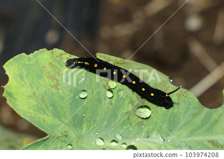 The larva of the red-throated sparrow that feeds on taro and balsamic leaves 103974208