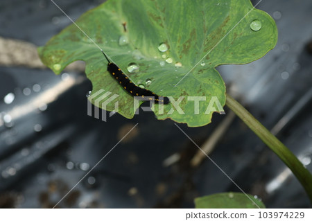 The larva of the red-throated sparrow that feeds on taro and balsamic leaves The larva of the red-throated sparrow that feeds on taro and balsamic leaves 103974229