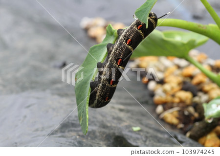 The larva of the red-throated sparrow that feeds on taro and balsamic leaves The larva of the red-throated sparrow that feeds on taro and balsamic leaves 103974245