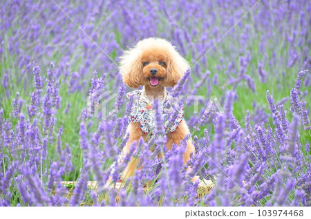 薰衣草和貴賓犬 103974468