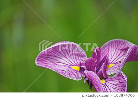 Flowers of irises 103974706