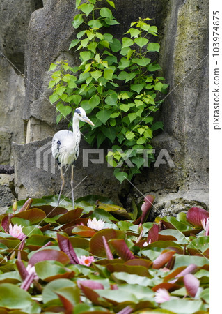 Gray heron aiming for prey with a keen eye Gray heron aiming for prey with a keen eye 103974875